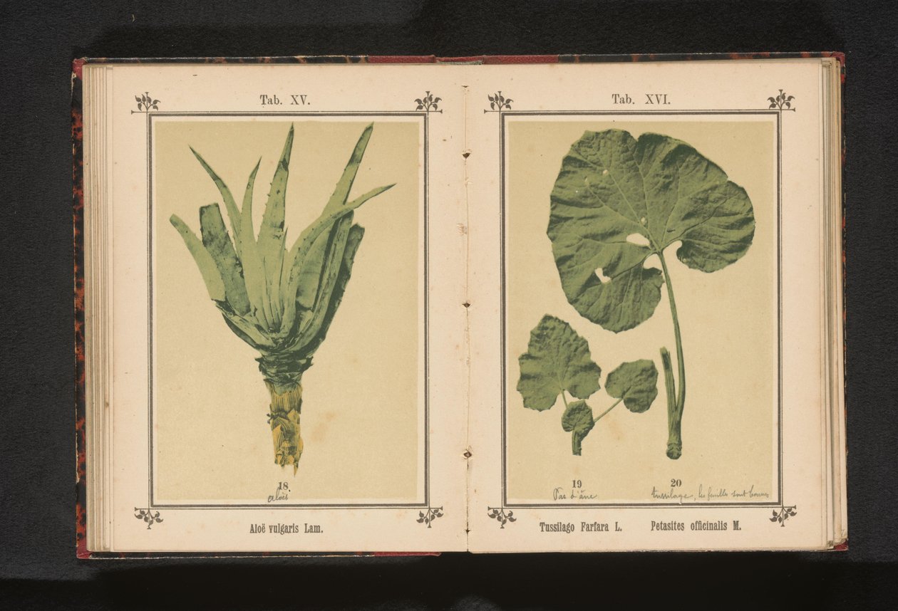 Blad van een klein hoefblad en een blad van een groot hoefblad door Anonymous