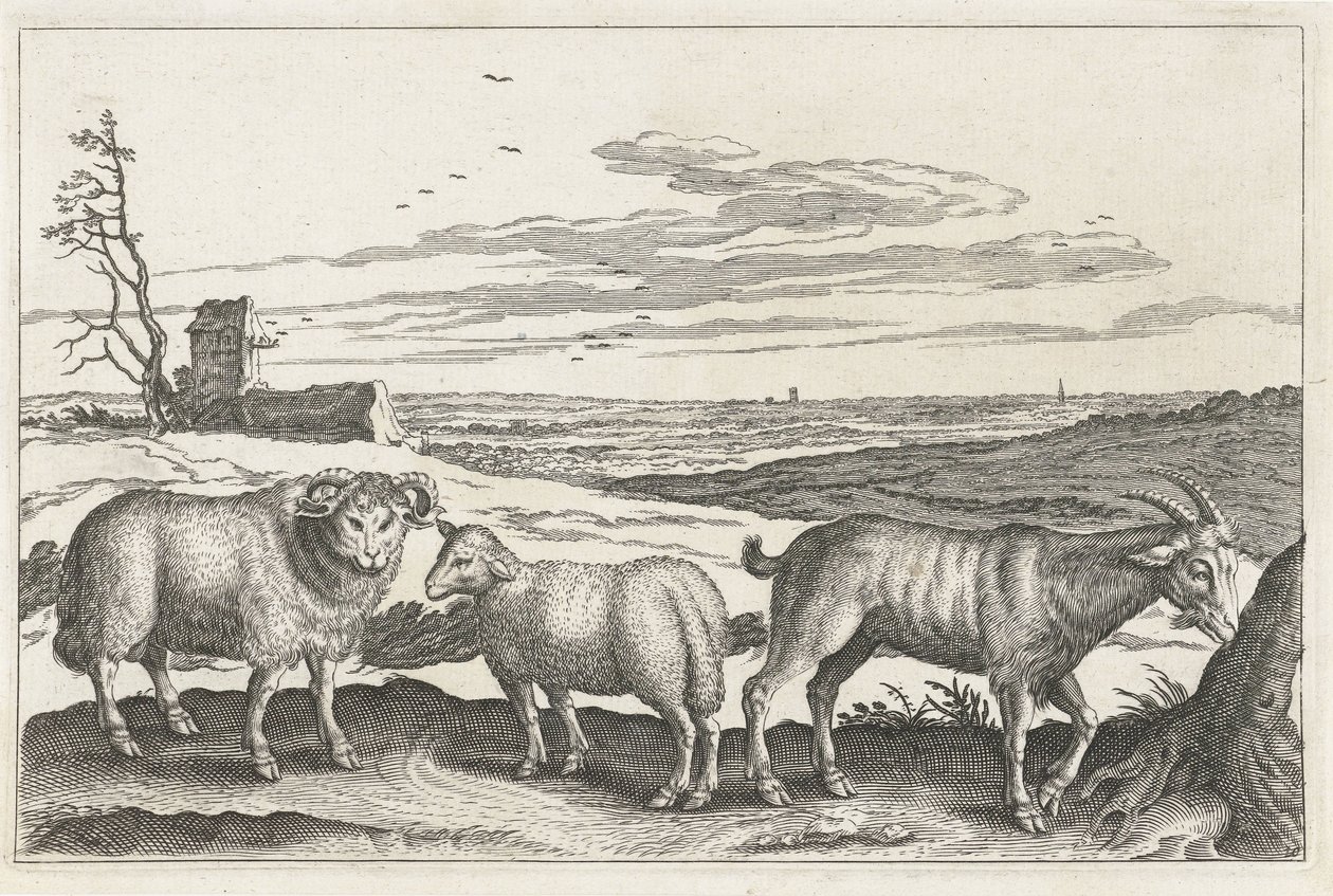 Bok en schapen door Anonymous