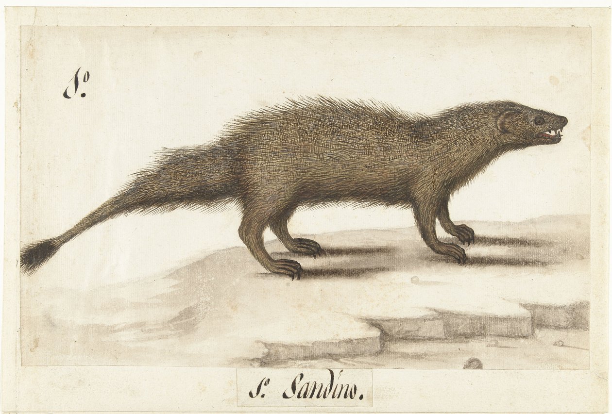 Egyptische ichneumon door Anonymous