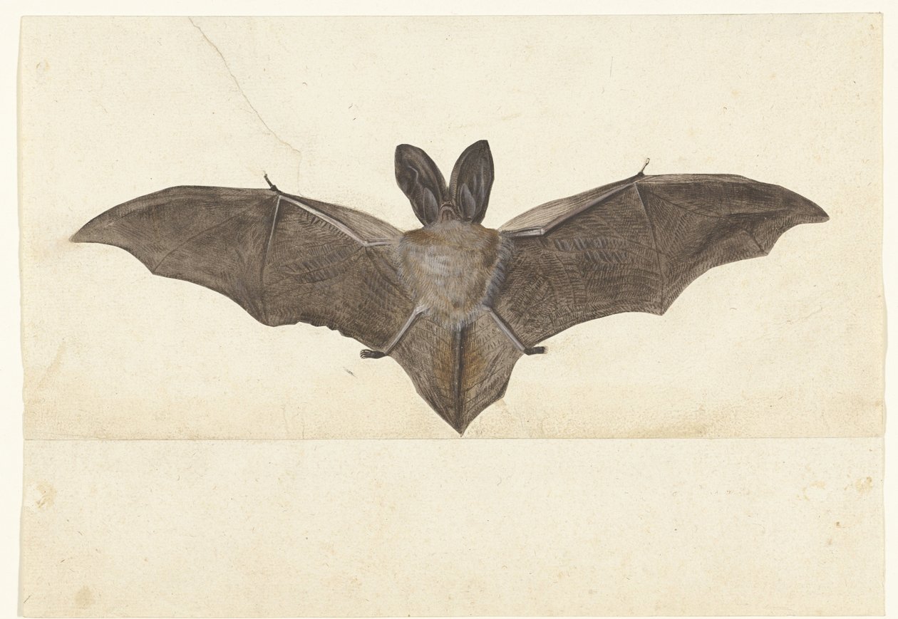 Grootoorvleermuis (Lombard album) door Anonymous