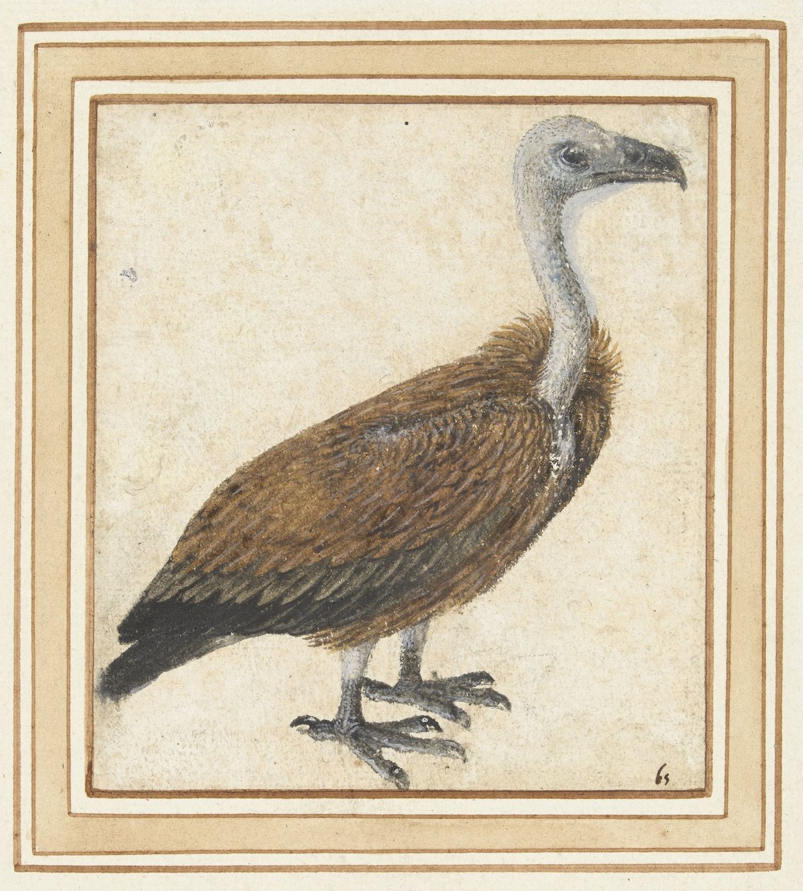 Jonge vale gier (Gyps fulvus) door Anonymous