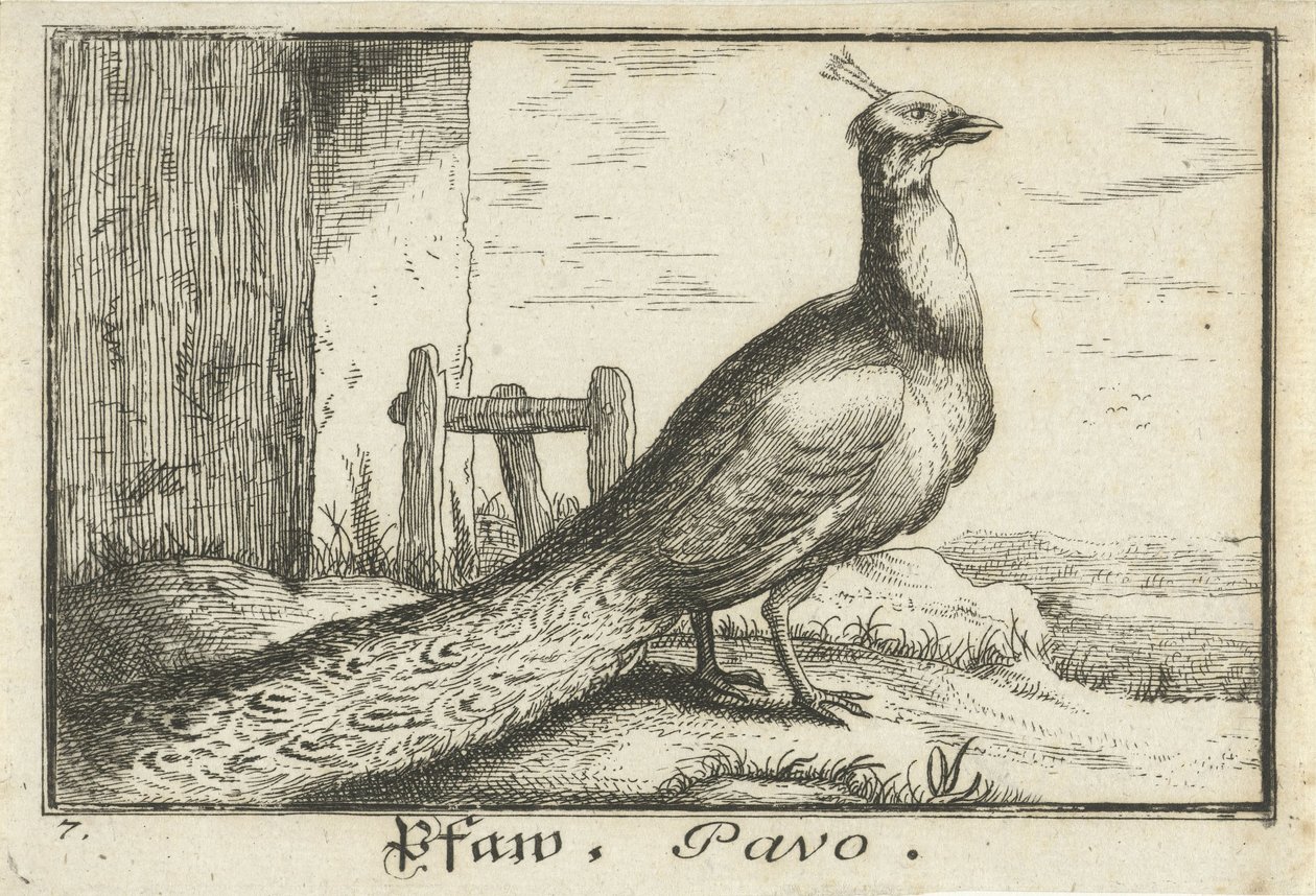 Landschap met pauw door Anonymous