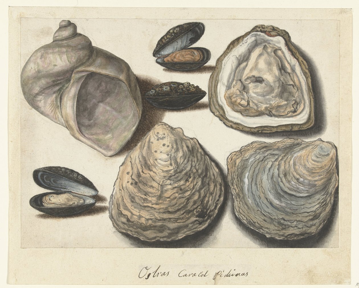 Oesters, Mosselen en Maanhoorn door Anonymous