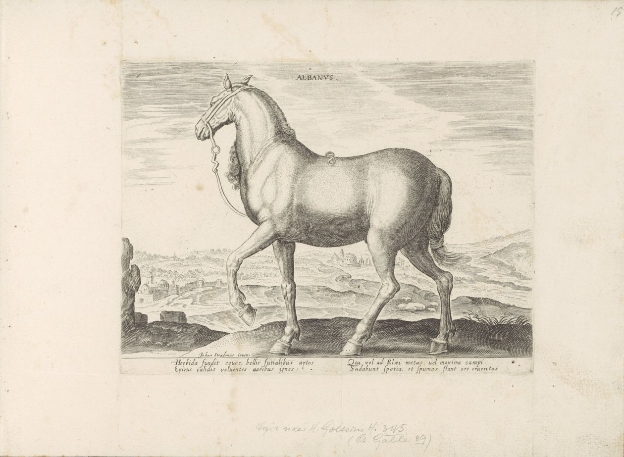 Paard uit Albanië door Anonymous