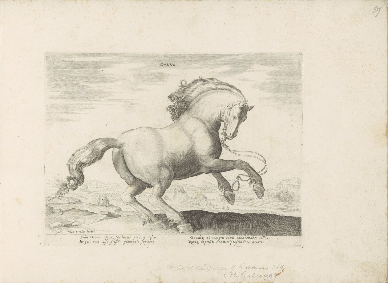 Paard uit Denemarken door Anonymous