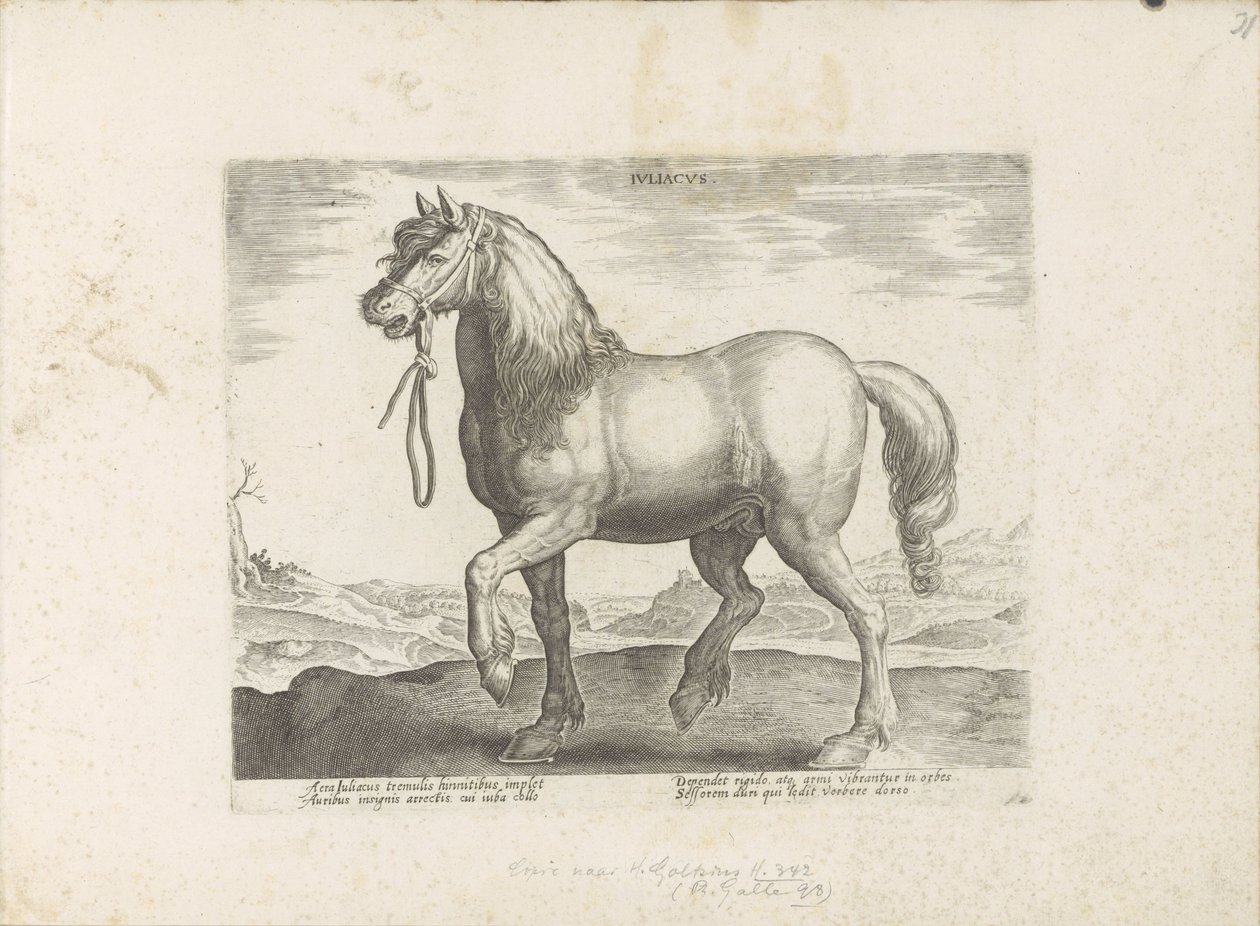 Paard uit Gulik (Juliacus) door Anonymous