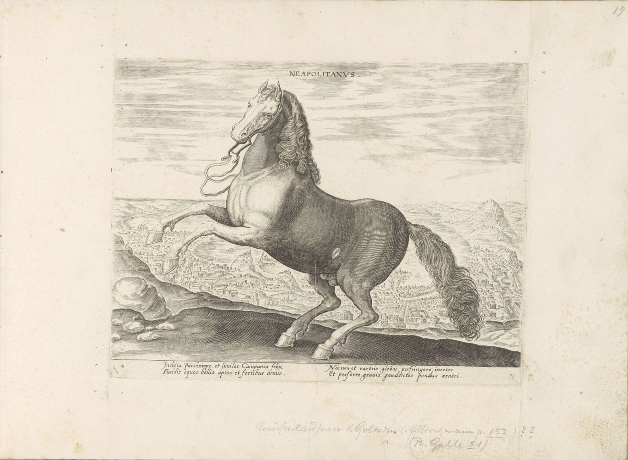 Paard uit Napels door Anonymous