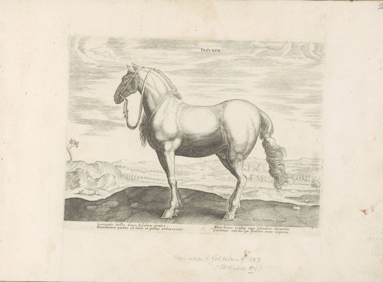 Paard uit Noord-Italië door Anonymous
