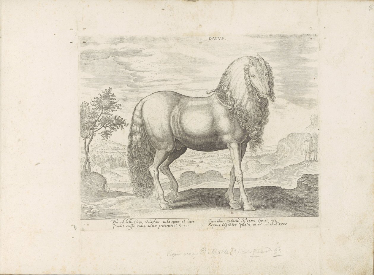 Paard uit Roemenië (Dacus) door Anonymous