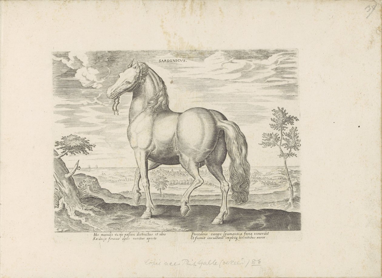 Paard uit Sardinië door Anonymous