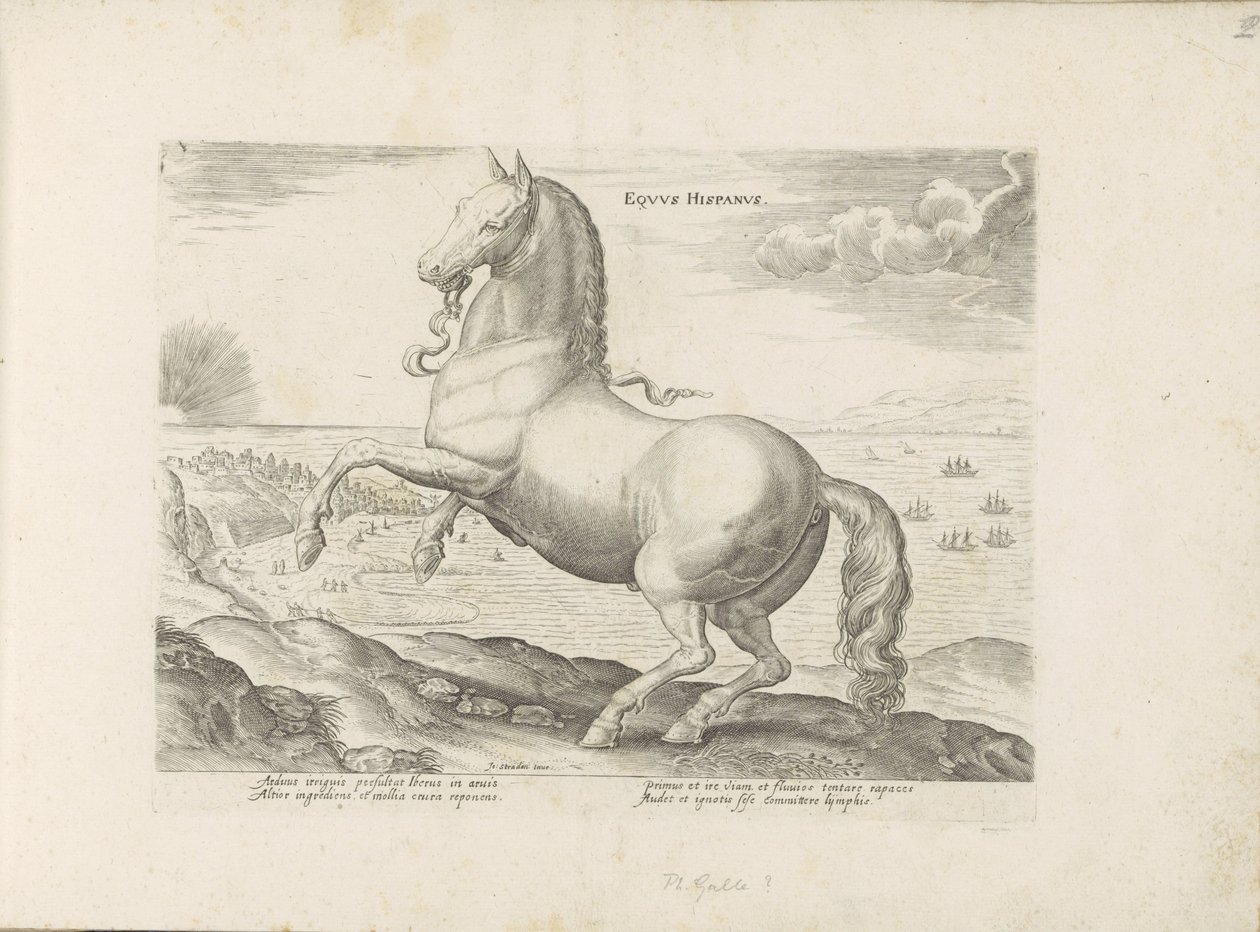 Paard uit Spanje door Anonymous