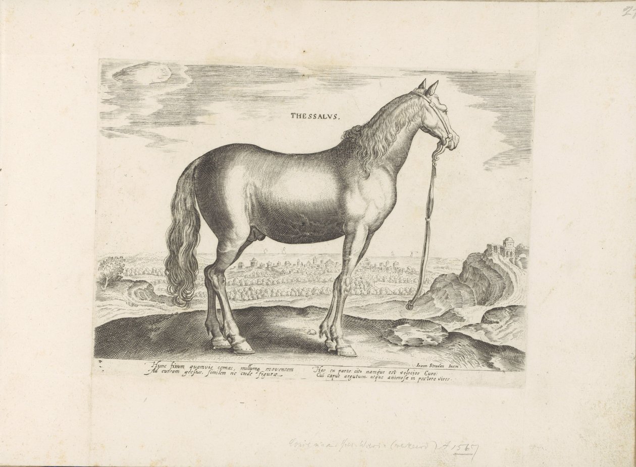 Paard uit Thessalië door Anonymous