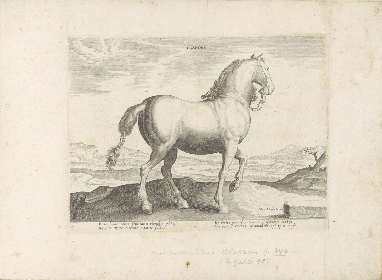 Paard uit Vlaanderen door Anonymous