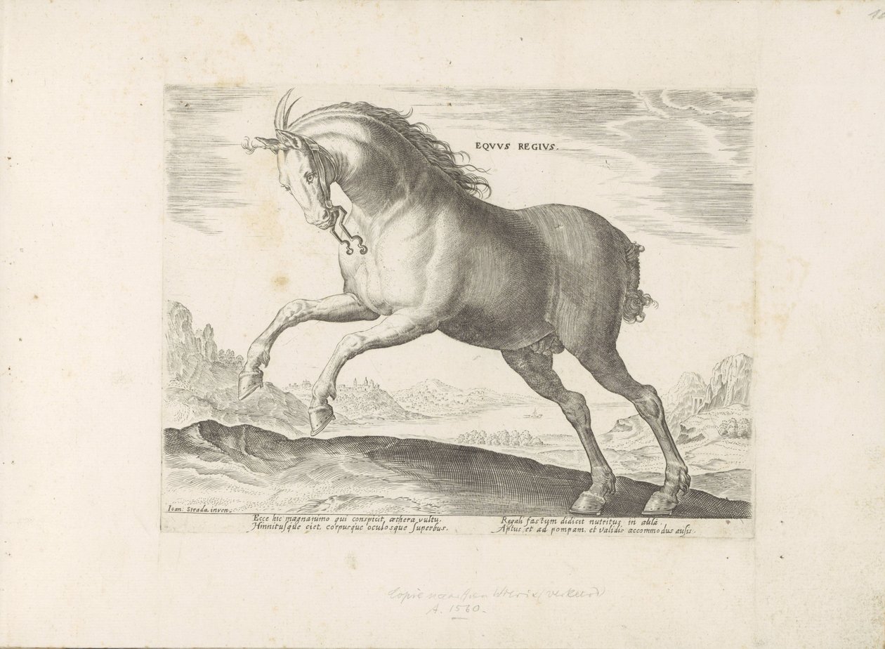 Paard van het ras Equus Regius (de Koninklijke) door Anonymous