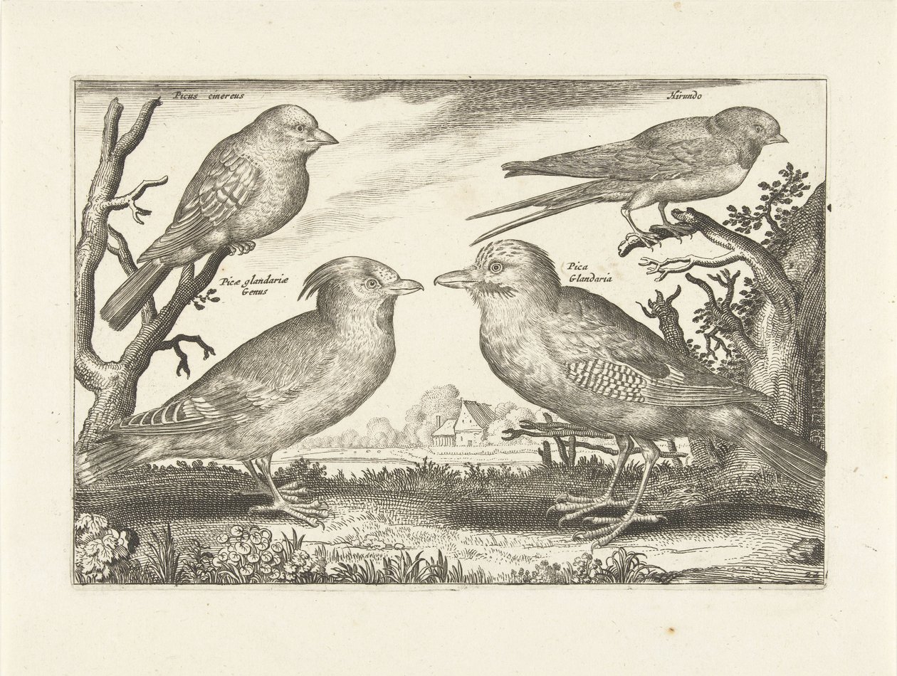 Vier vogels door Anonymous
