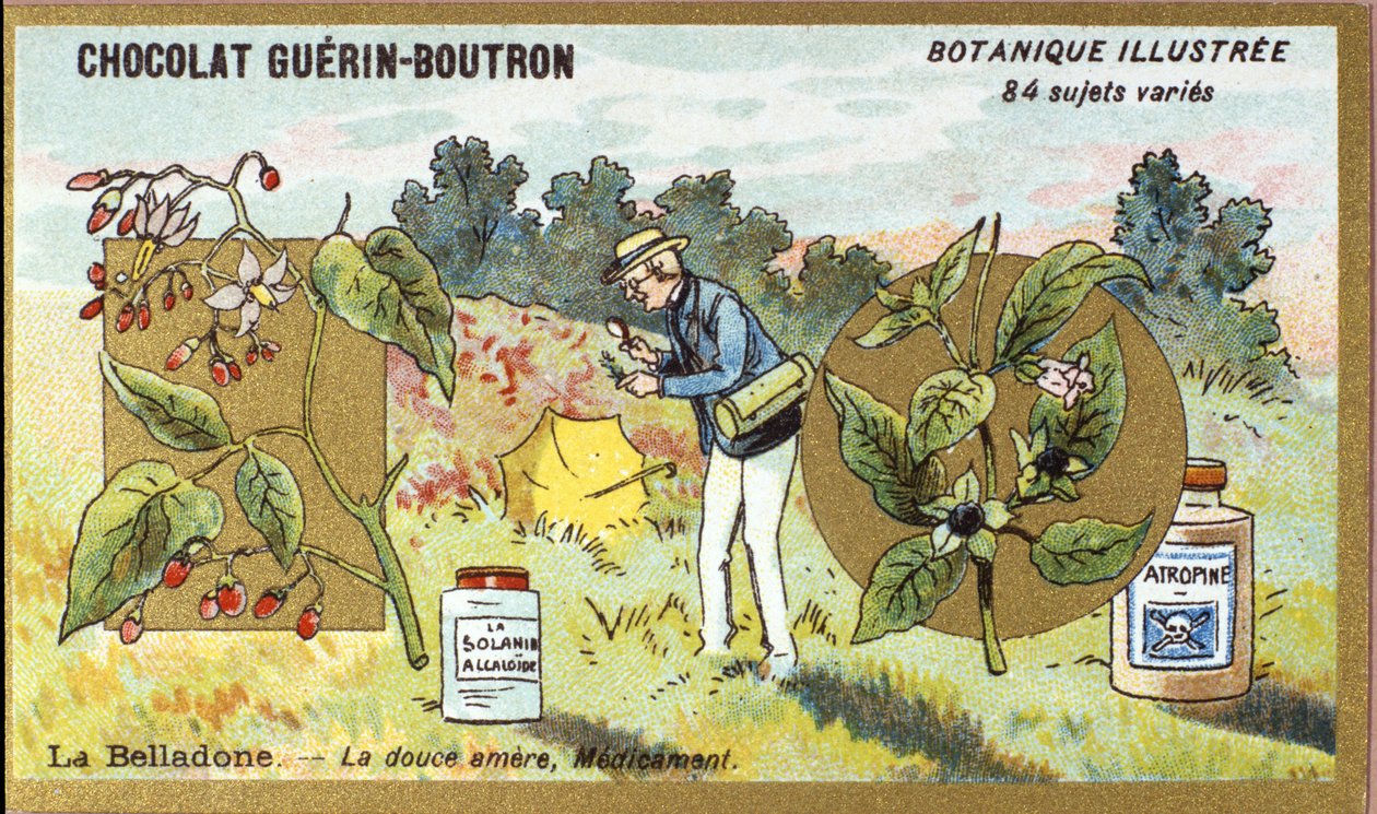 Belladonna: de zoete bittere, medicijn. Gravure (chromo). Reclamechromolithografie voor Guerin-Boutron chocolade, eind 19e eeuw. Botanische serie door Anonymous Anonymous