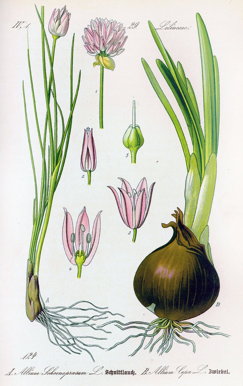 Botanische plaat: Allium schoenoprasum (bieslook) en allium cepa (ui). Plaat 29. Privécollectie door Anonymous Anonymous