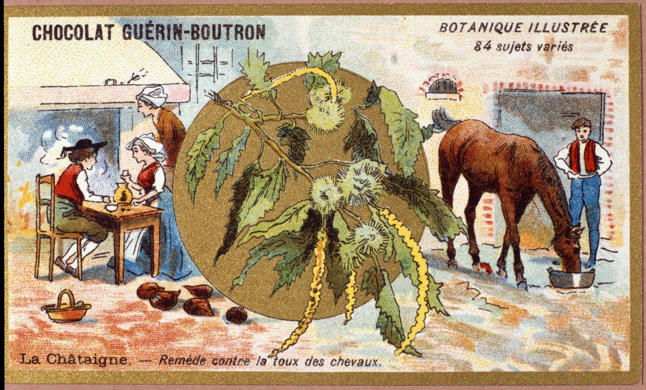 La Chestaigne: remedie tegen hoest bij paarden. Reclamechromolithografie voor Guerin-Boutron chocolade, eind 19e eeuw. Illustree Botanische Serie door Anonymous Anonymous