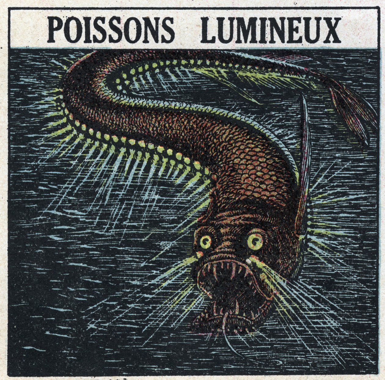 Fosforescentie: lichtgevende vis. Anonieme illustratie uit 1925. Privécollectie. door Anonymous Anonymous