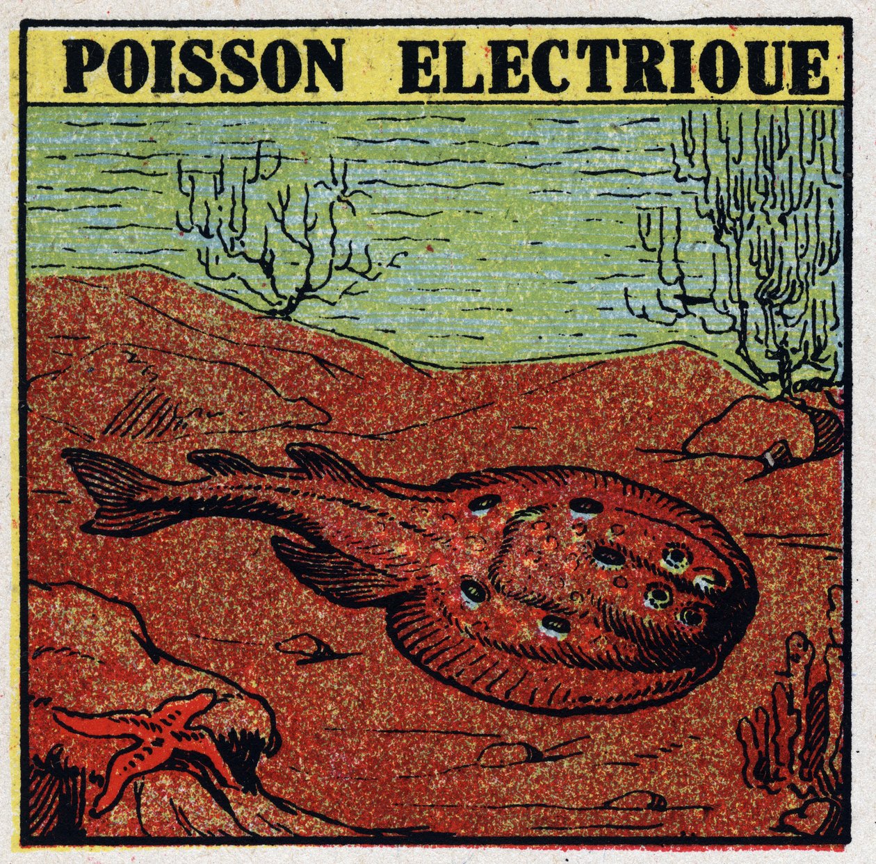 Fysiologische effecten van elektriciteit: elektrische vis. Anonieme illustratie uit 1925. Privécollectie. door Anonymous Anonymous