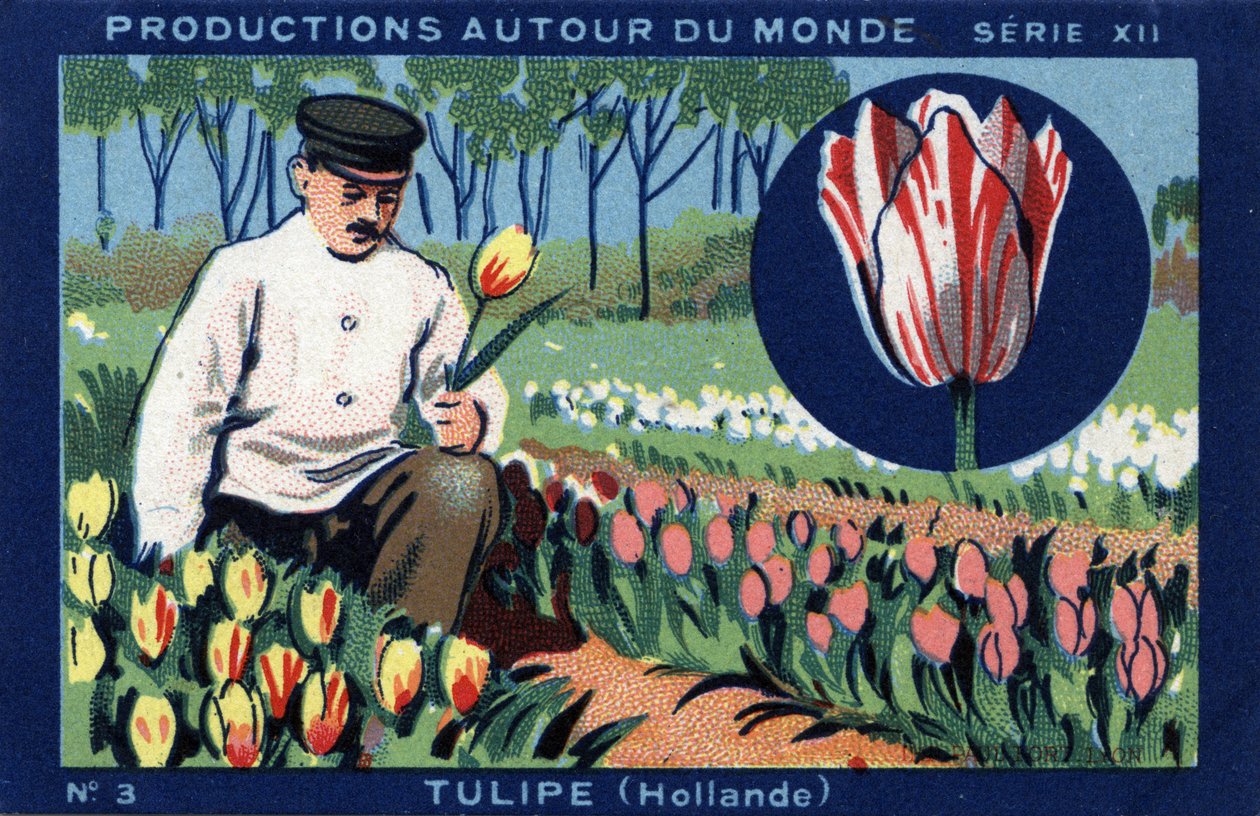Producties over de hele wereld: tulp in Nederland. Chromolithografie uit 1933 in 