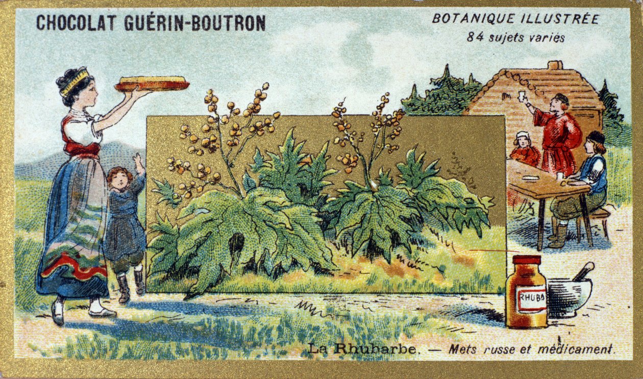 Rabarber: Russisch voedsel en medicijn. Gravure (chromo). Reclamechromolithografie voor Guerin-Boutron chocolade, eind 19e eeuw. Illustree Botanische Serie door Anonymous Anonymous