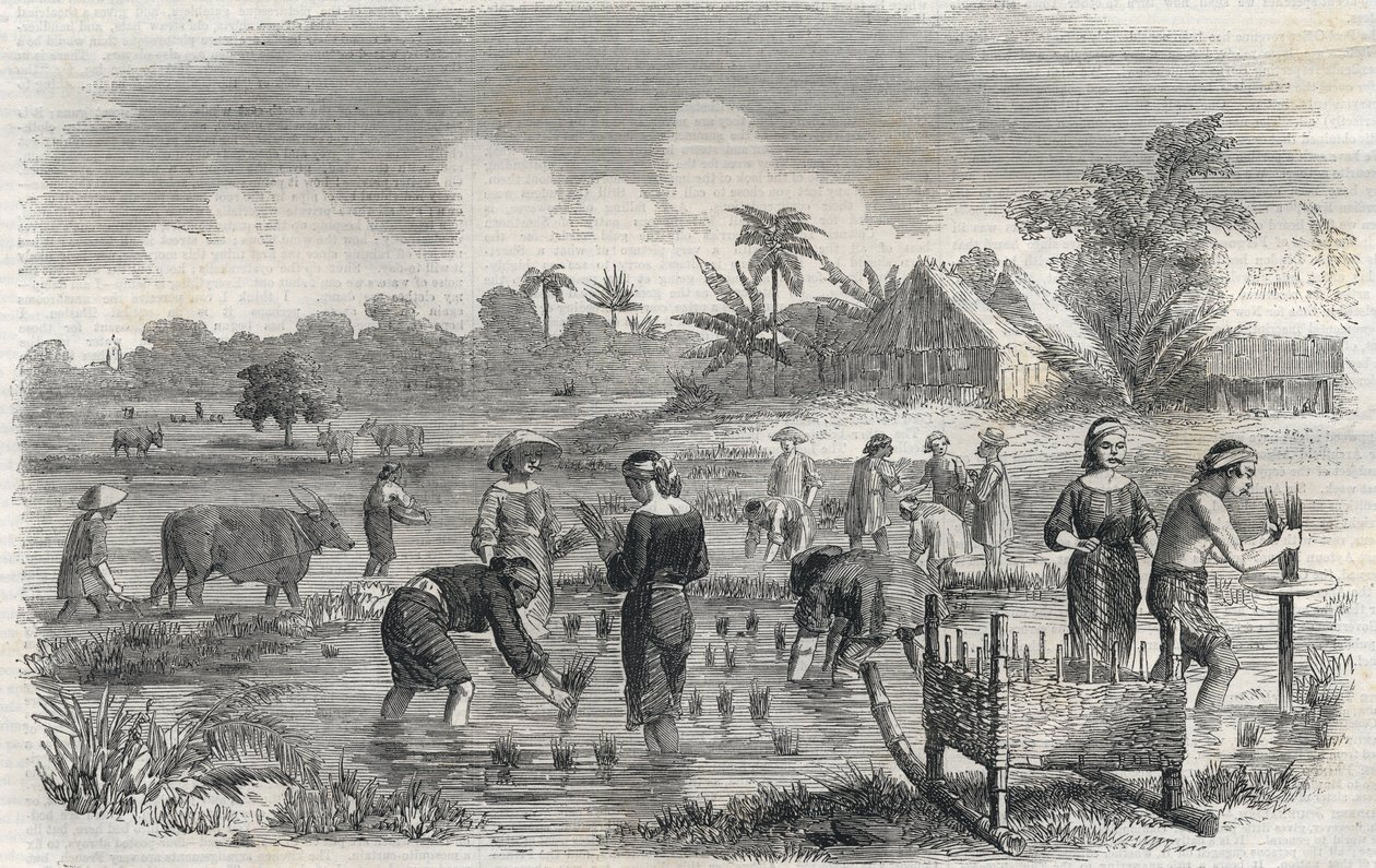 Rijstteelt in Manilla op de Filipijnen in 1864. Anonieme gravure. Privécollectie. door Anonymous Anonymous
