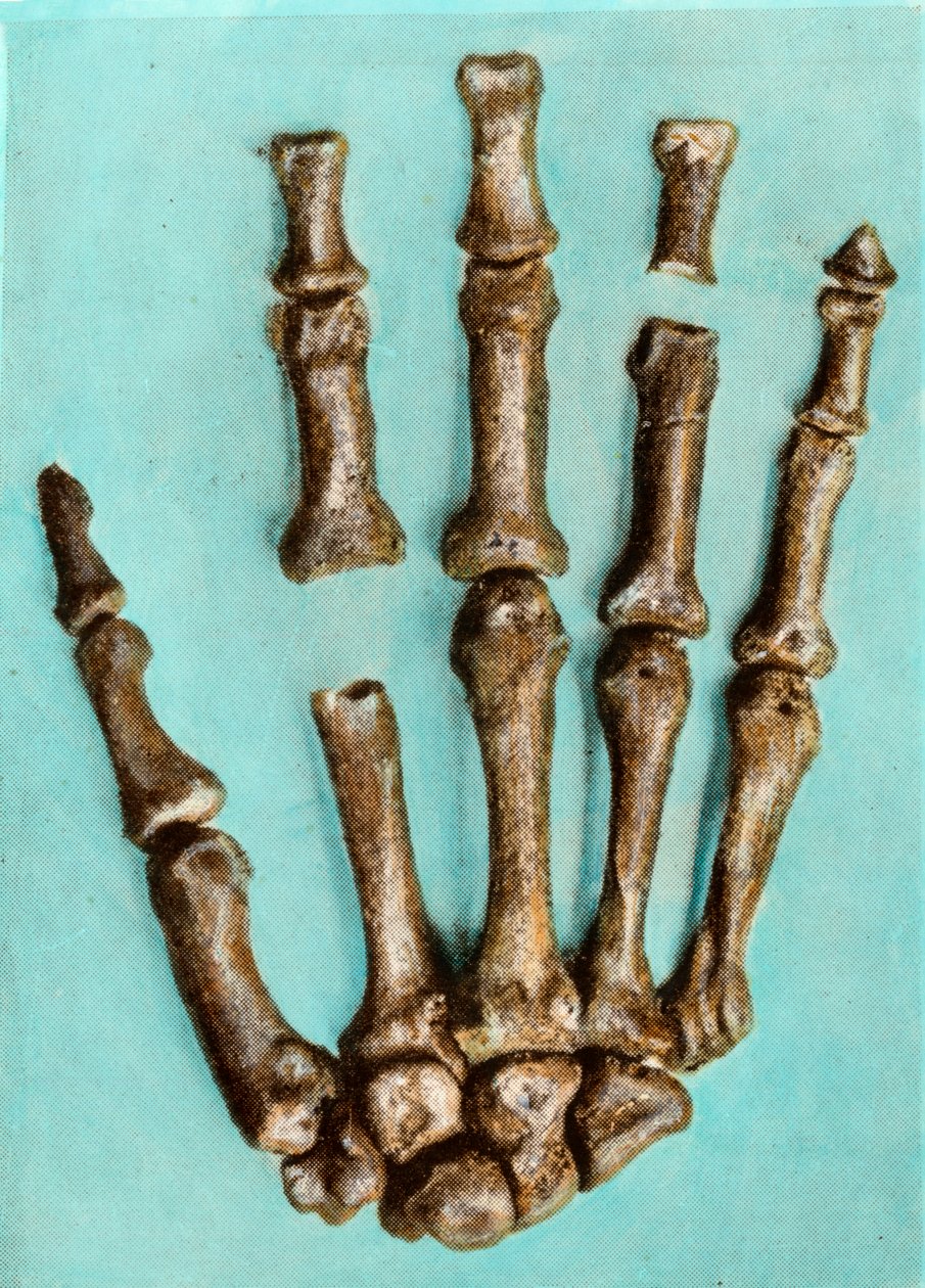 Rechterhand van een vrouwelijk skelet van de prehistorische vindplaats van Ferrassie in Dordogne uit het Midden-Paleolithicum. Gravure. Privécollectie door Anonymous Anonymous
