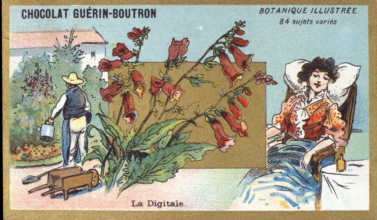 De digitale. Gravure (chromo). Reclamechromolithografie voor Guerin-Boutron-chocolade, eind 19e eeuw. Illustree Botanische Serie. door Anonymous Anonymous