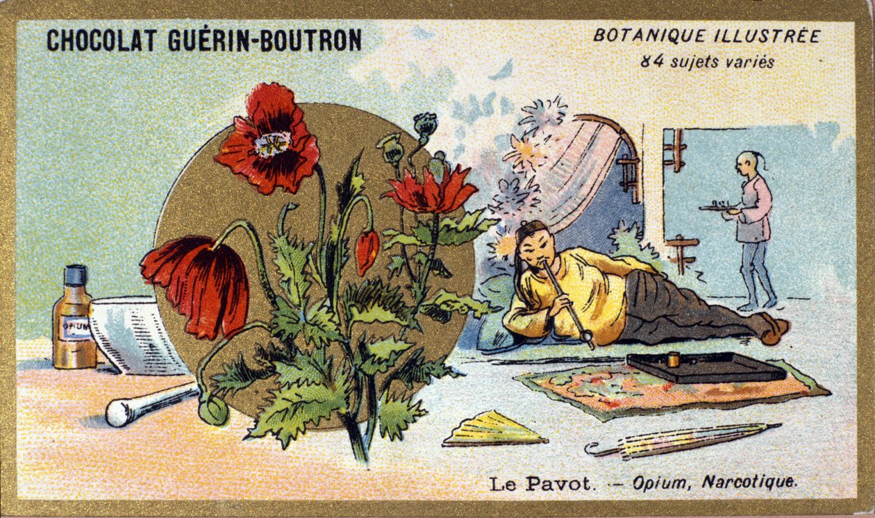 De papaver: opium, narcoticum. Gravure (chromo). Reclamechromolithografie voor Guerin-Boutron chocolade, eind 19e eeuw. Illustree Botanische Serie door Anonymous Anonymous