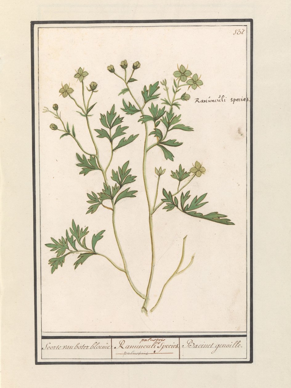 Boterbloem (Ranunculus) door Anselmus Boëtius de Boodt