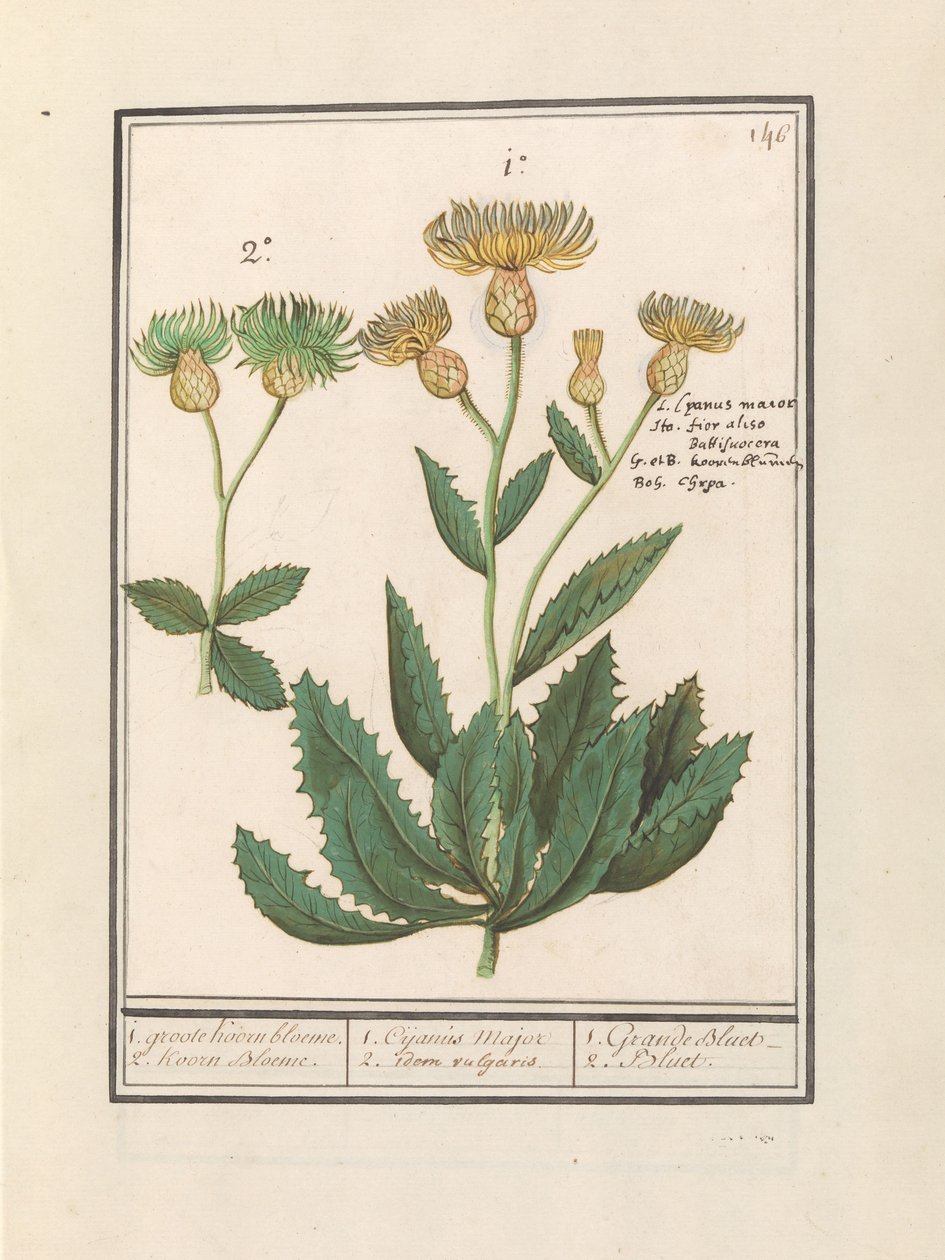 Centauri (Centaurea) 1. groote Koorn bloeme. 2. Koorn Bloeme door Anselmus Boëtius de Boodt