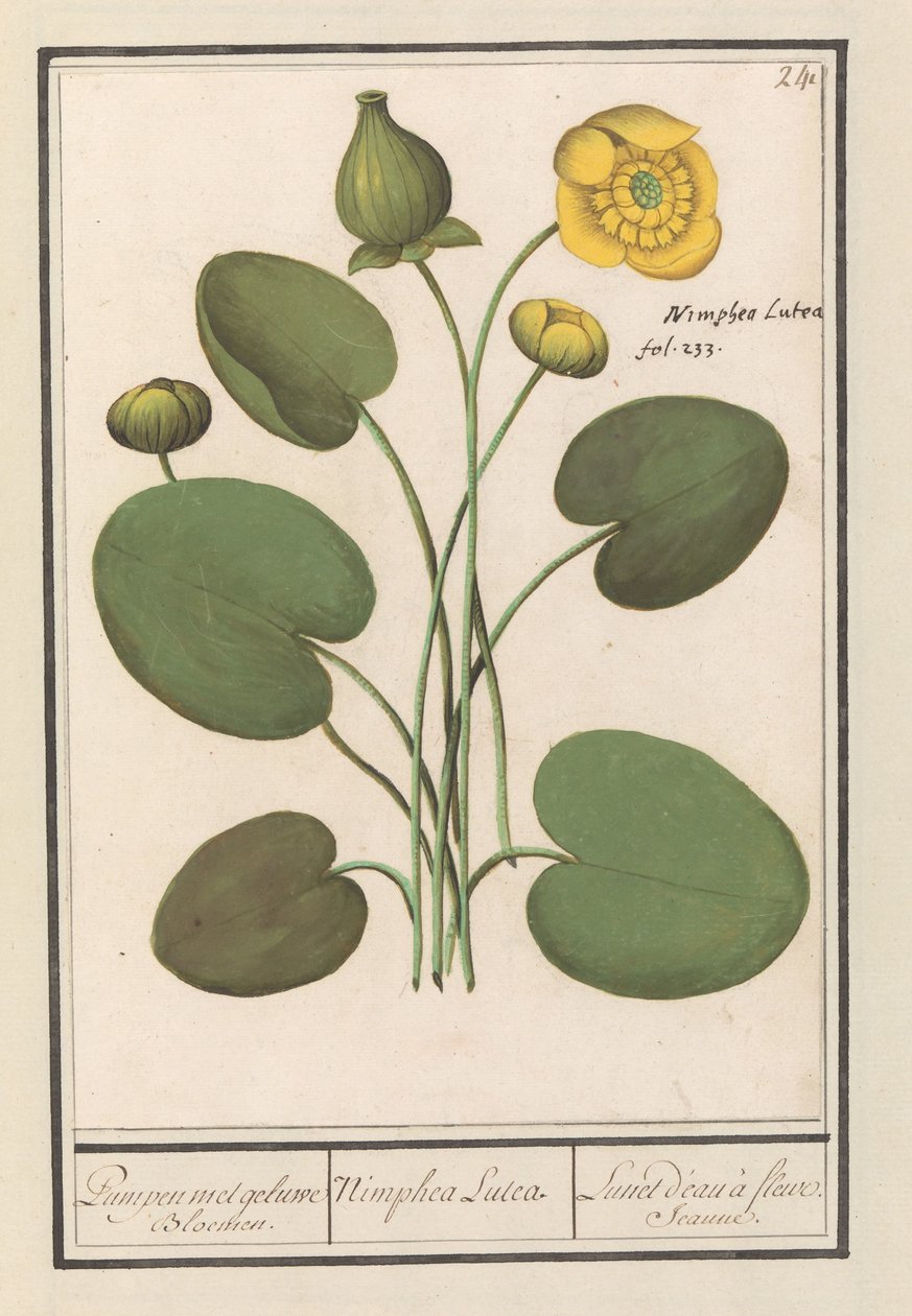 Gele plomp (Nuphar lutea) door Anselmus Boëtius de Boodt