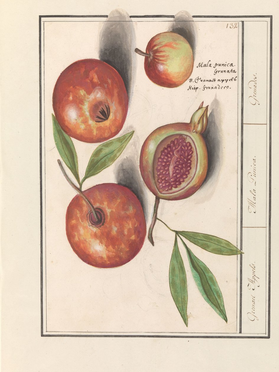 Granaatappel (Punica granatum) door Anselmus Boëtius de Boodt
