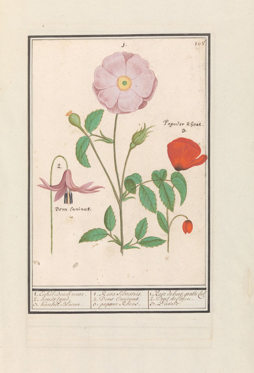 Hondstand (Erythronium), wilde roos (Rosa) en een klaproos (Papaver) door Anselmus Boëtius de Boodt