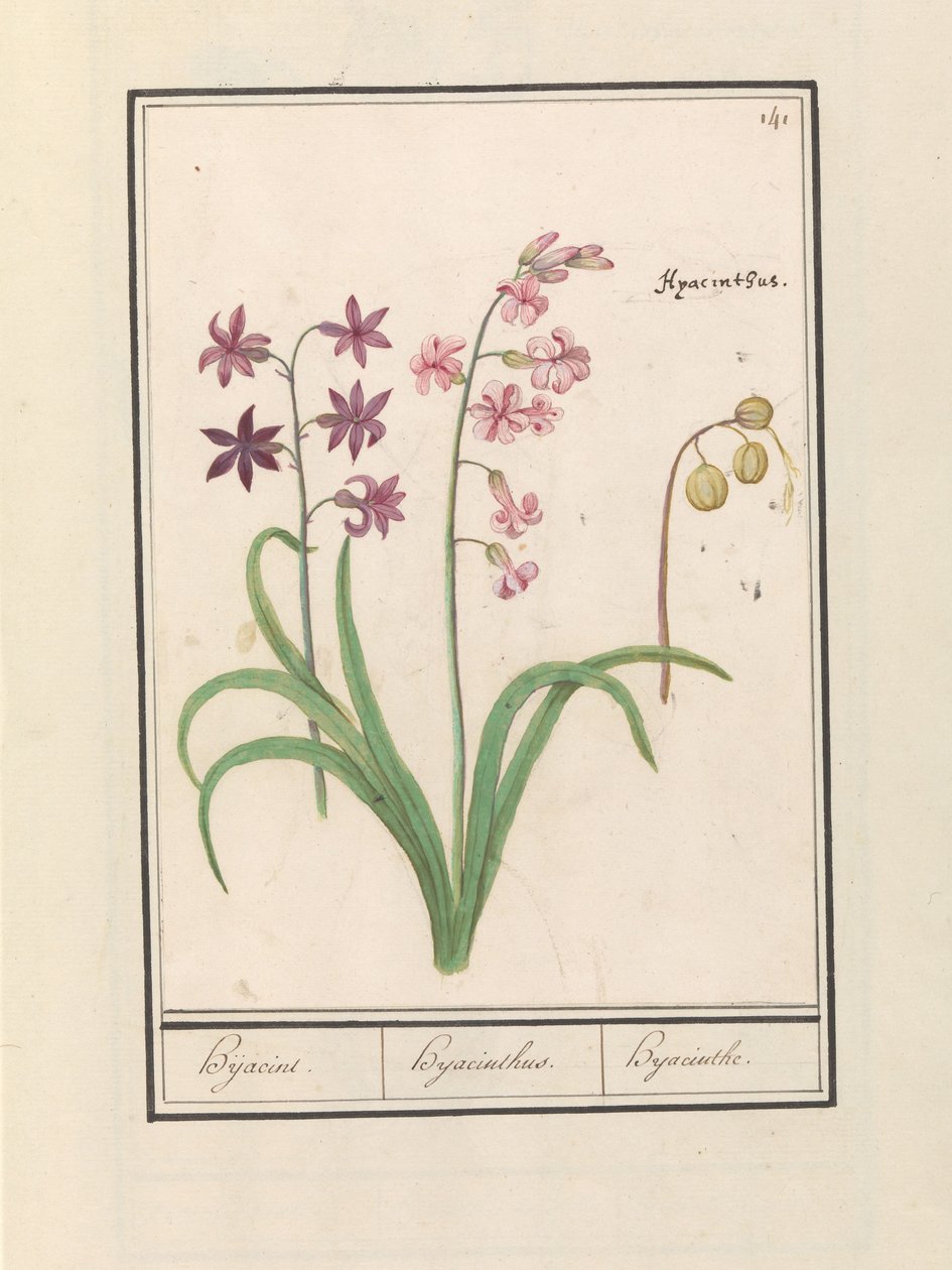 Hyacint (Hyacinthus orientalis) door Anselmus Boëtius de Boodt