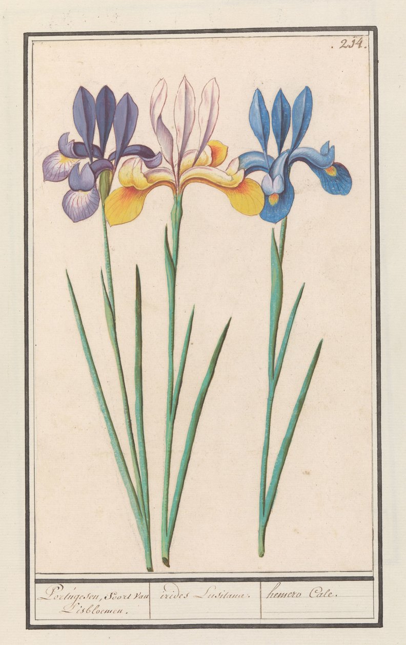Iris (Iris sibirica) door Anselmus Boëtius de Boodt