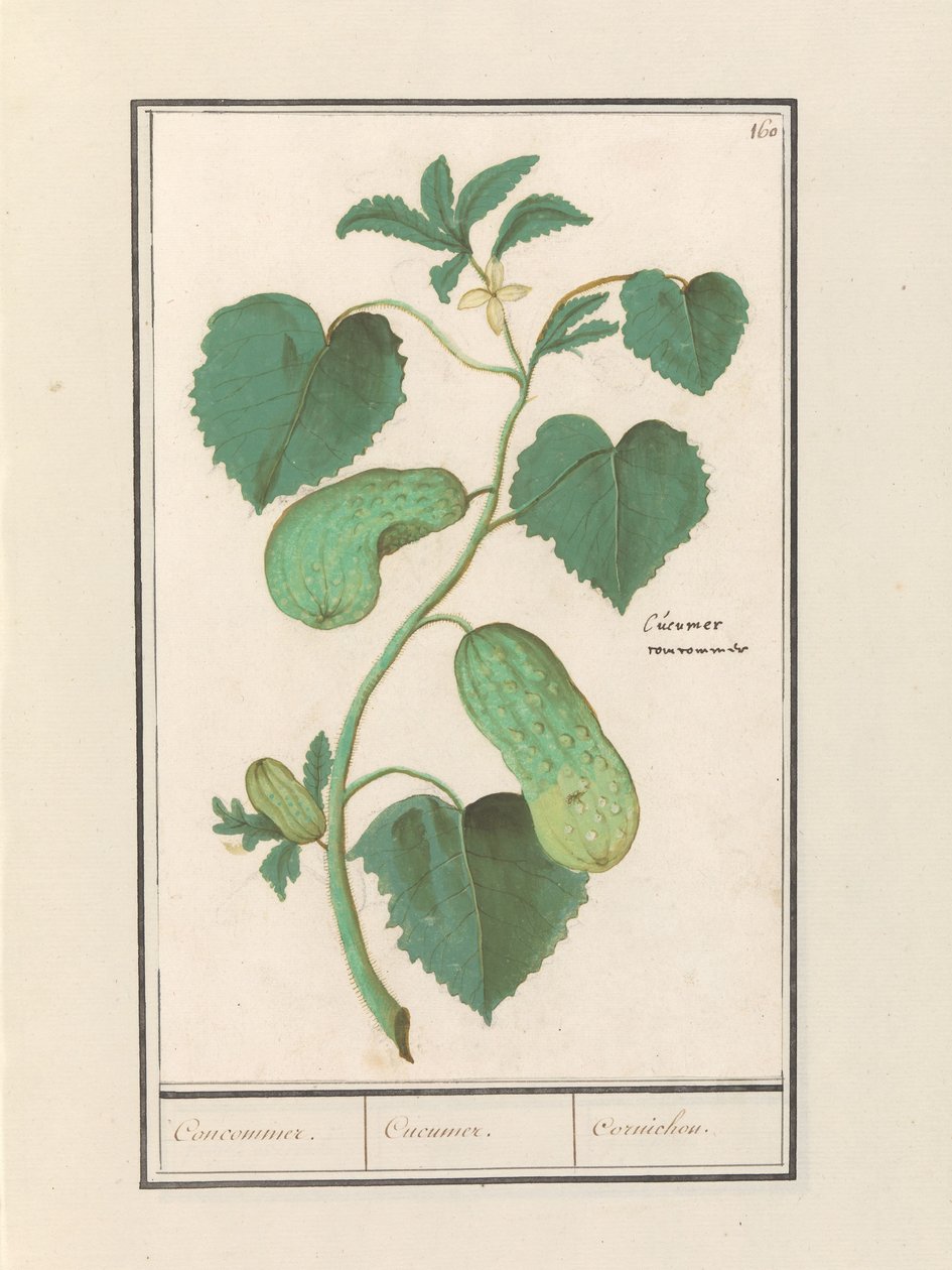 Komkommer (Cucumis sativus) door Anselmus Boëtius de Boodt