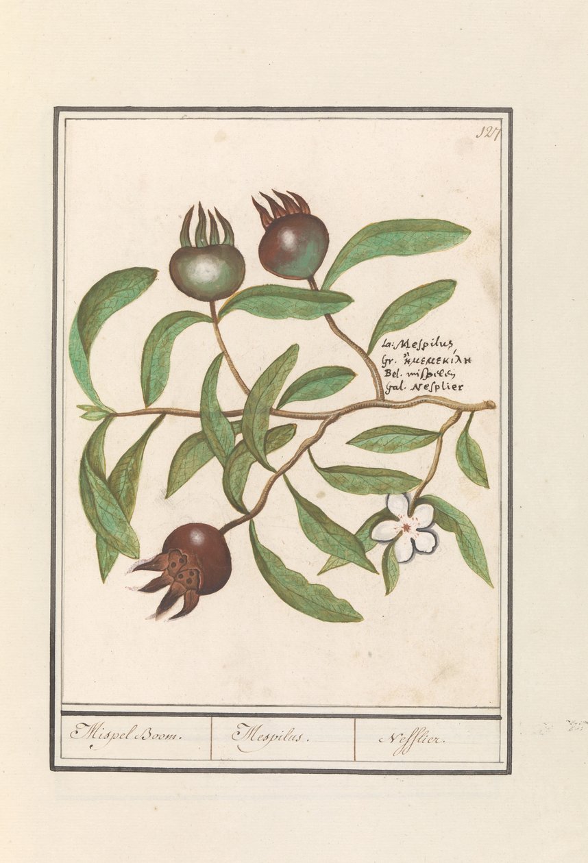 Mispel door Anselmus Boëtius de Boodt