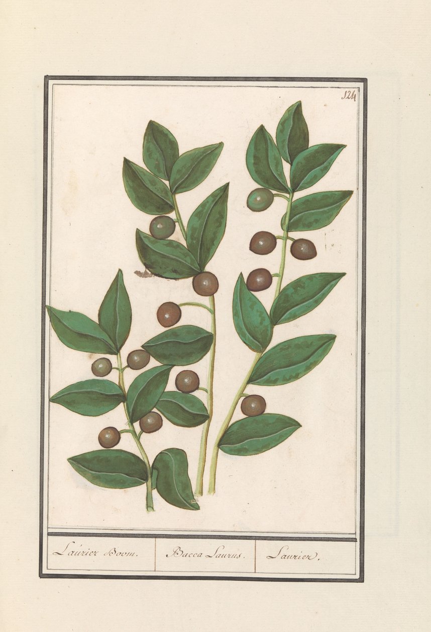 Olijf (Olea europaea) Laurier Boom. Bacca Laurus. Laurier door Anselmus Boëtius de Boodt