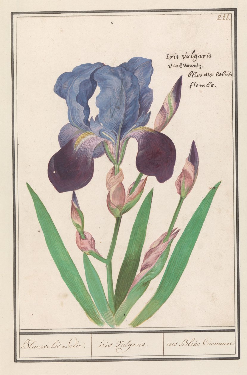 Paarse iris (Iris germanica) door Anselmus Boëtius de Boodt