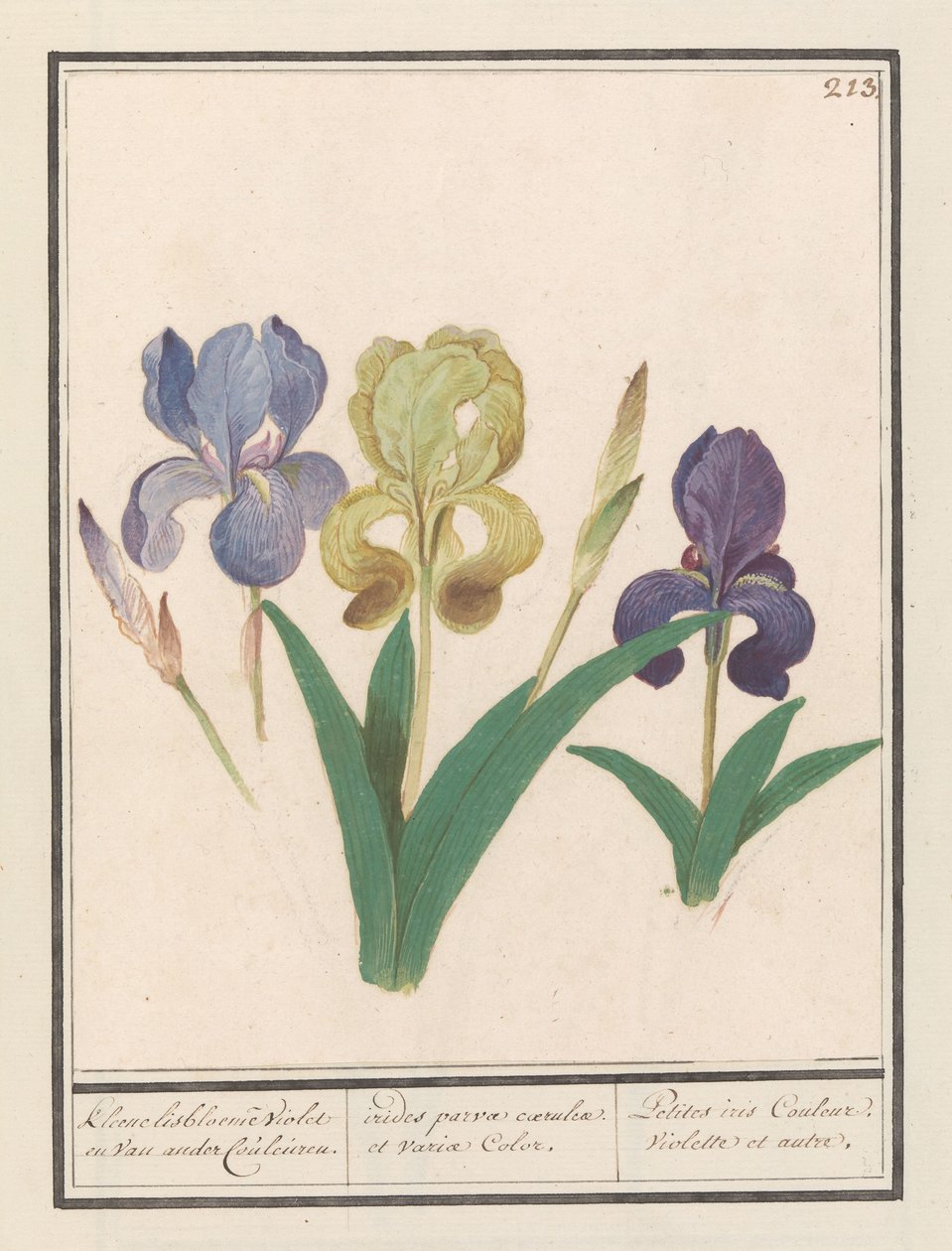 Paarse iris (Iris germanica) door Anselmus Boëtius de Boodt