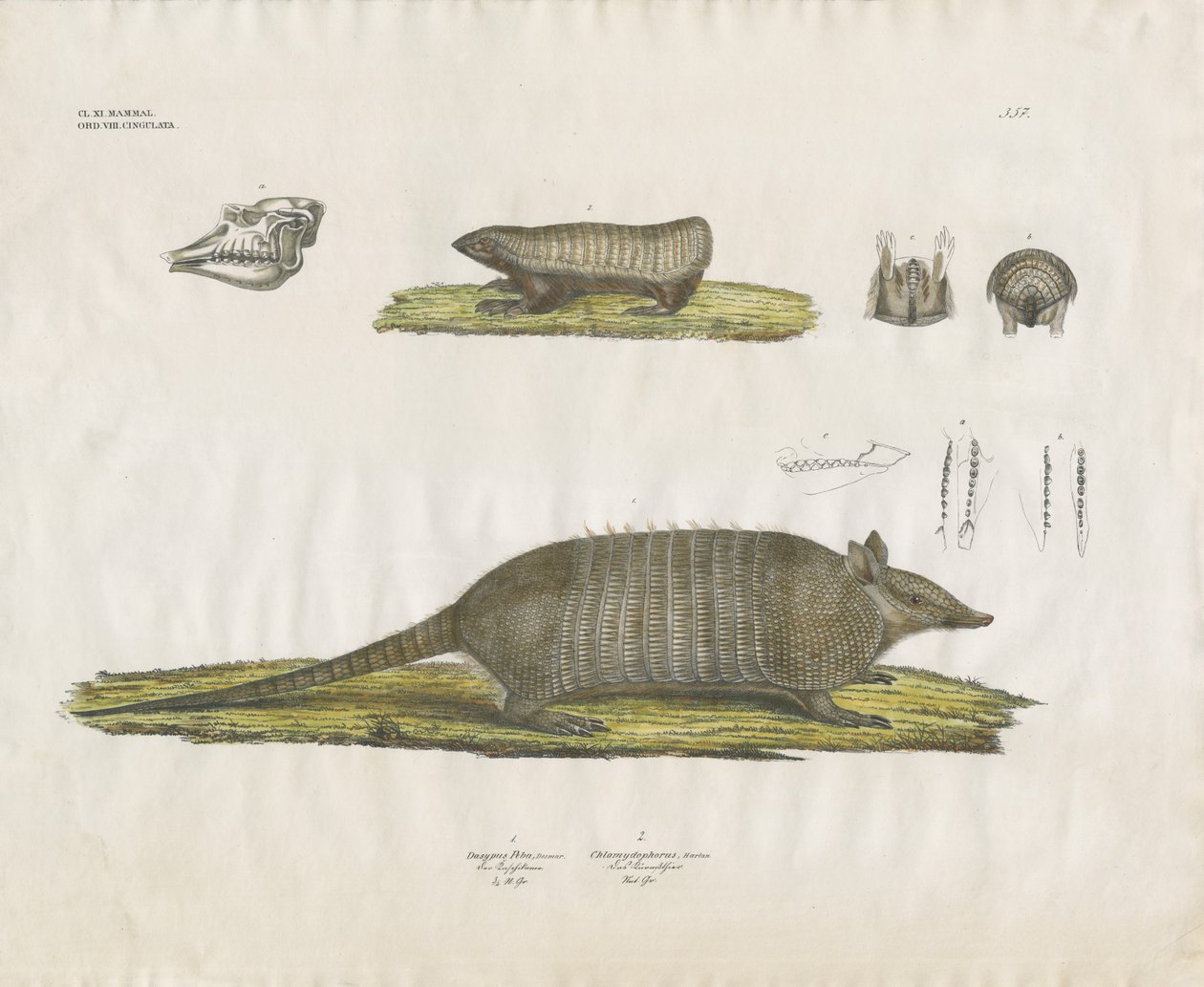 Gordeldieren met schedel en gebitsstructuren (handgekleurde litho) door Anstalt Arnz & Co.