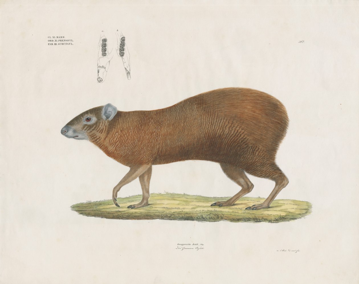 Agouti met gebitsgegevens (handgekleurde litho) door Anstalt Arnz & Co.