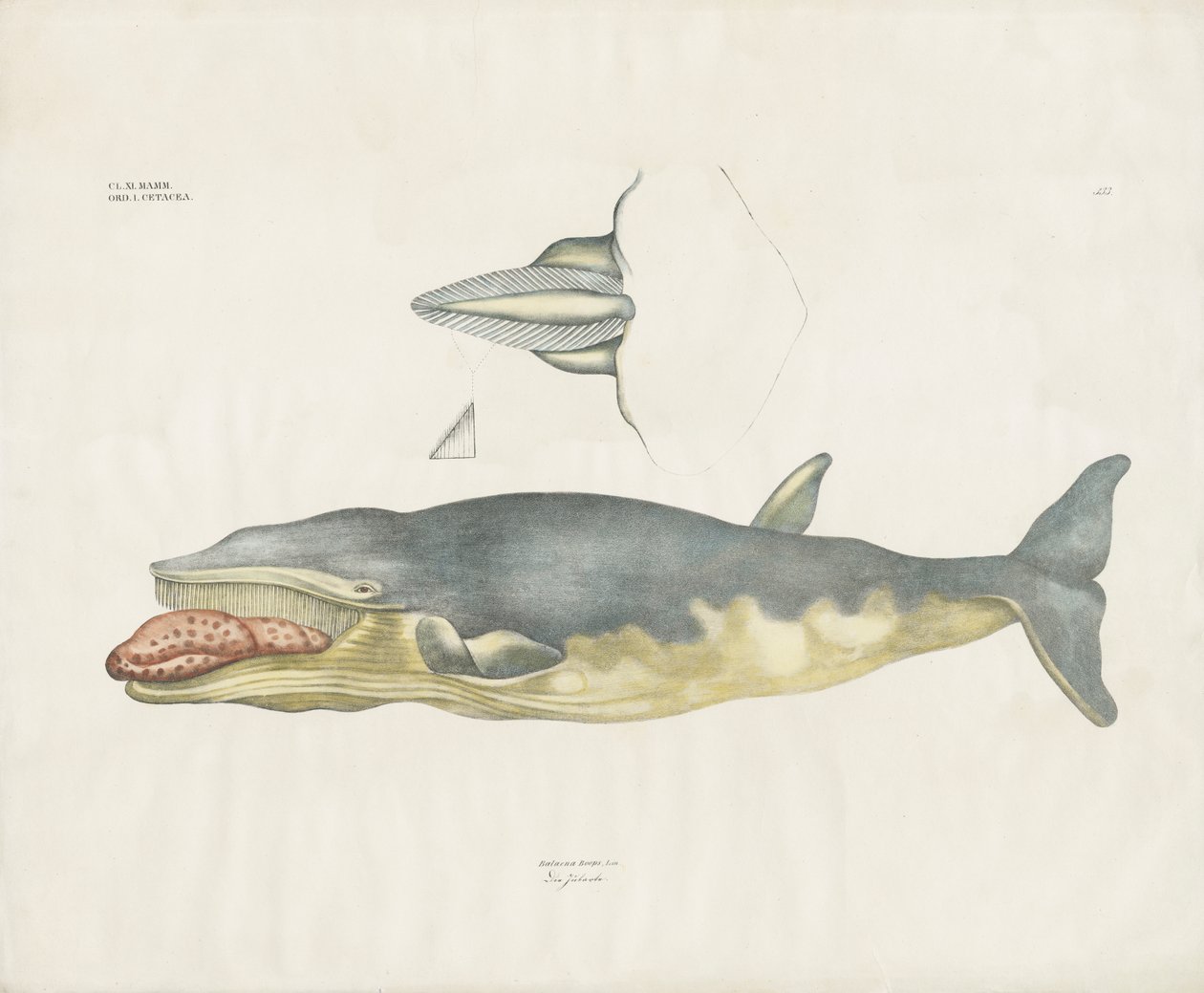 Groenlandse walvis met anatomische details (handgekleurde litho) door Anstalt Arnz & Co.