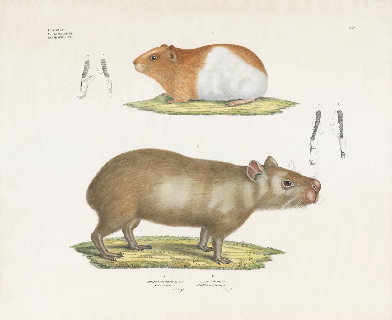 Cavia en Capibara met tandheelkundige illustraties (handgekleurde litho) door Anstalt Arnz & Co.