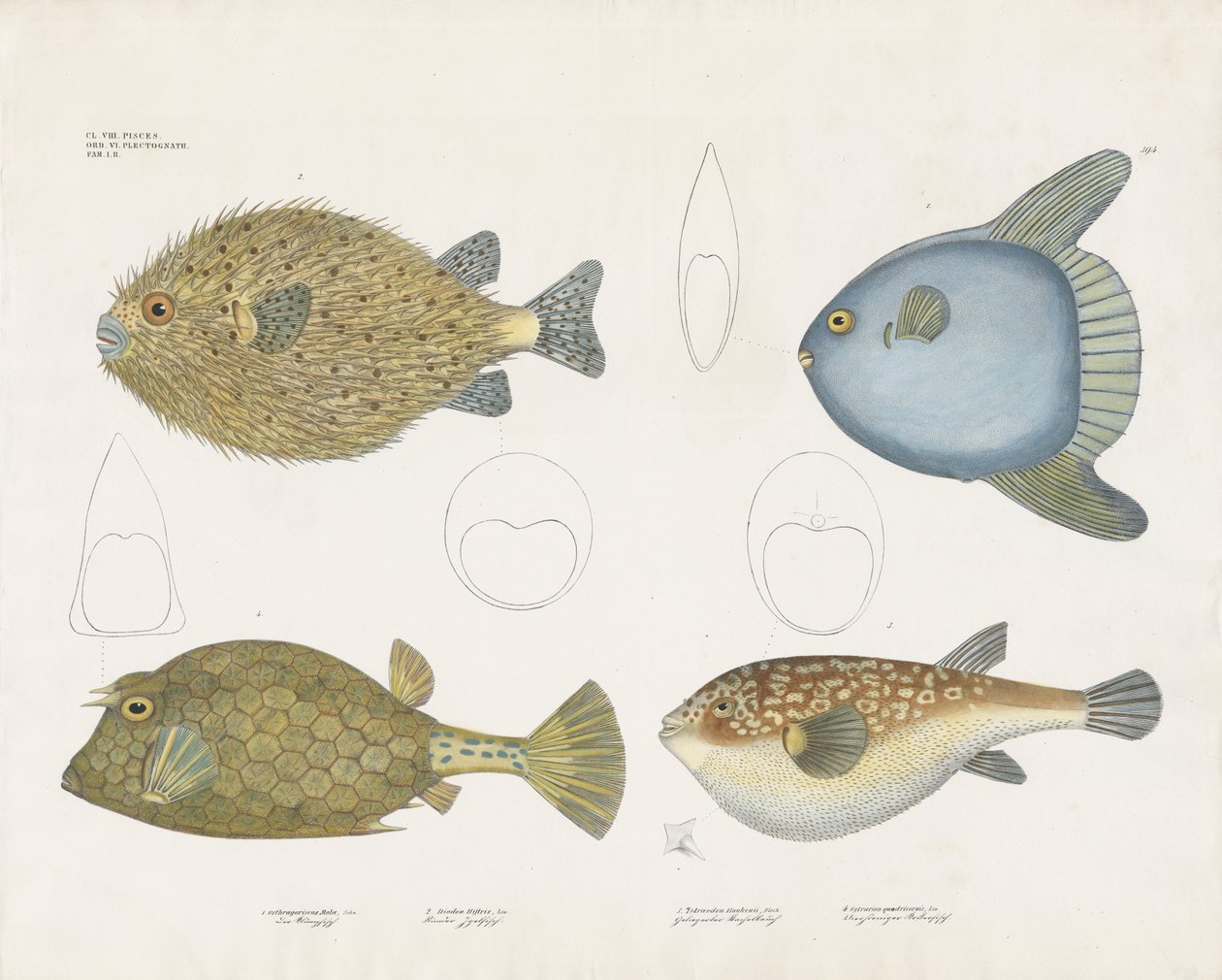 Diverse soorten kogelvissen en hun anatomische kenmerken (handgekleurde litho) door Anstalt Arnz & Co.