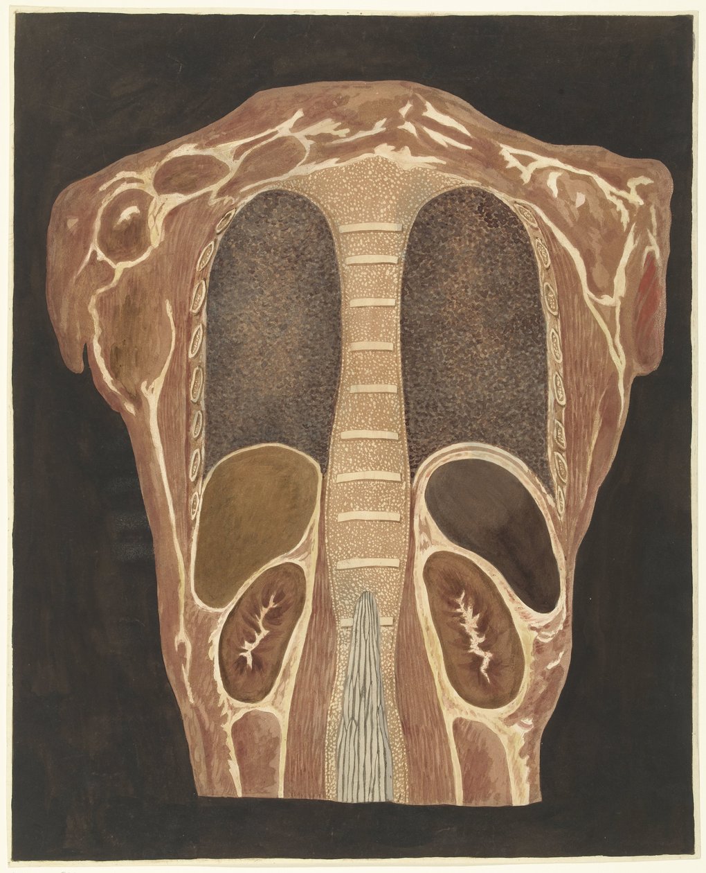 Anatomische studie van de organen in de borstkas, gezien vanuit de rug door Anthonie van den Bos