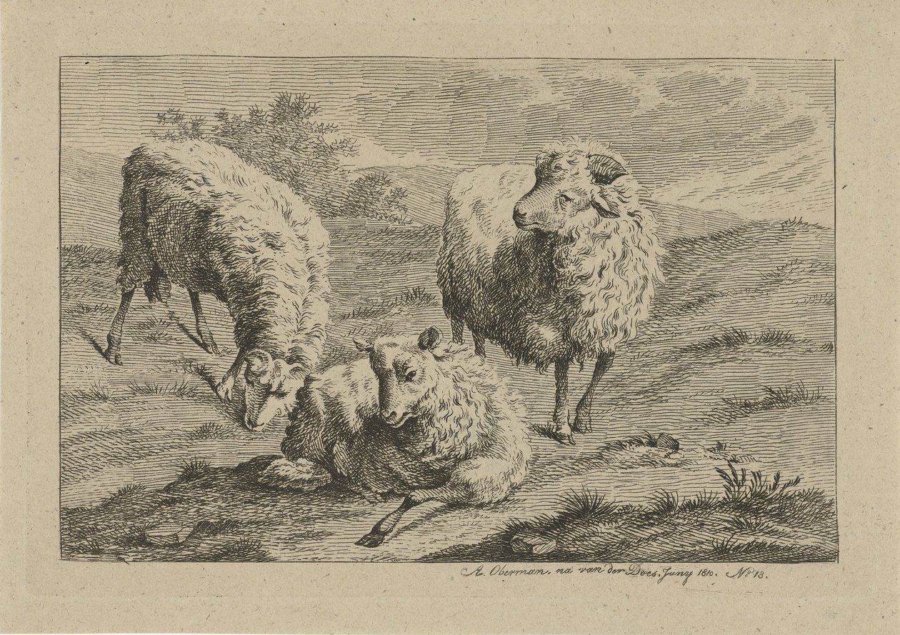 Drie schapen door Anthony Oberman