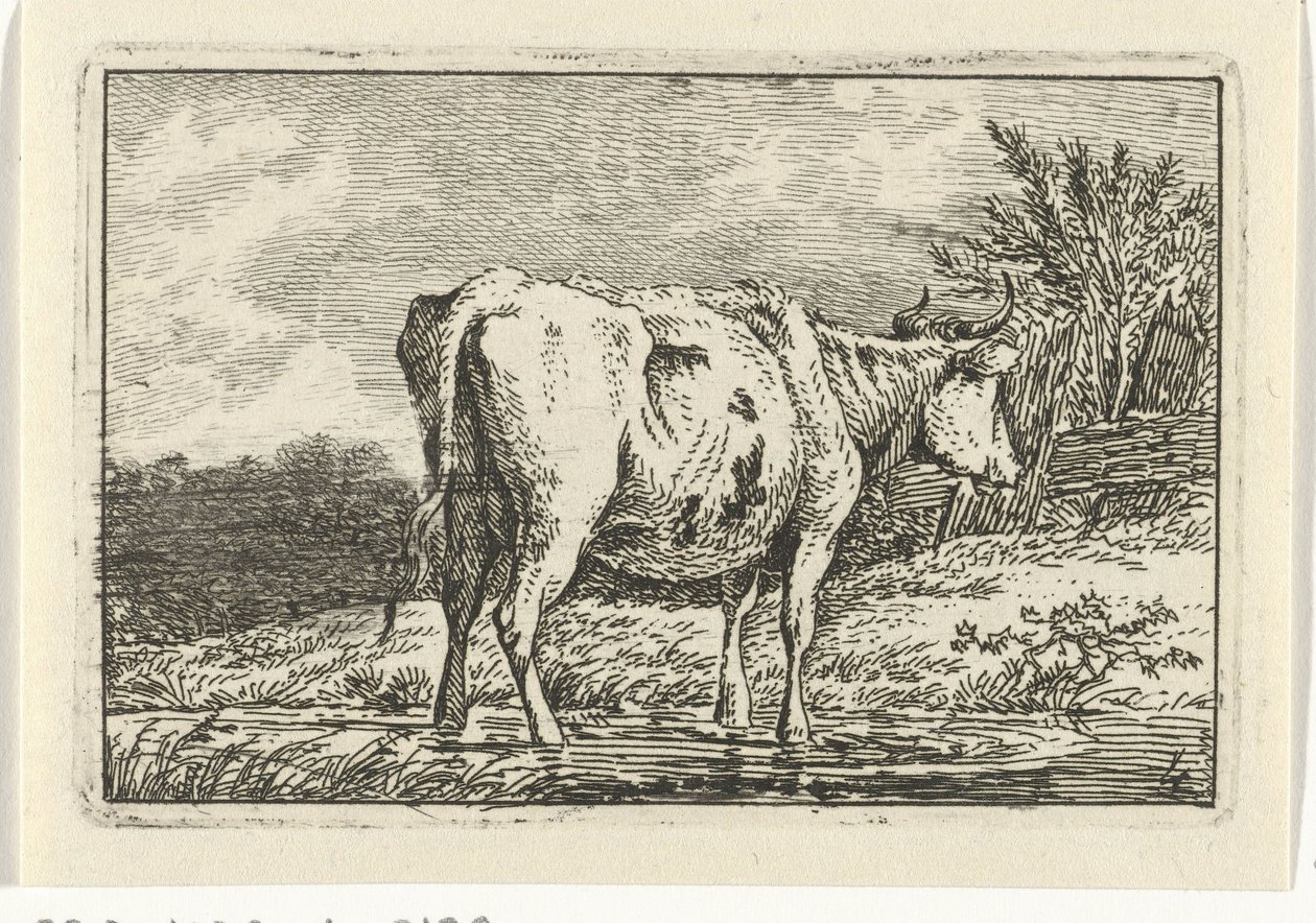 Koe staand in een plas (Koeien) door Anthony Oberman